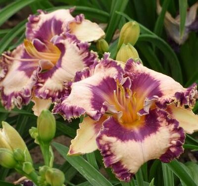 Hanalei Bay Daylily