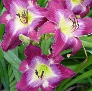 Water Dragon Daylily
