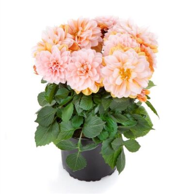 Grande Fun Caramel Dahlia