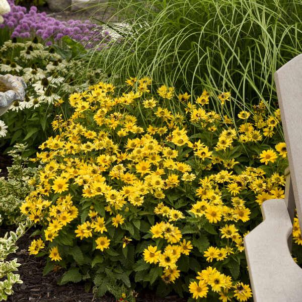 Tuscan Gold False Sunflower - Image 2