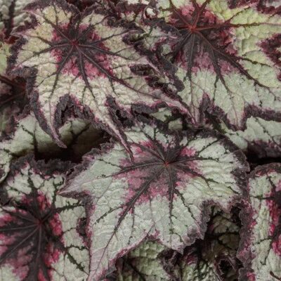 Space Age Black Hole Begonia
