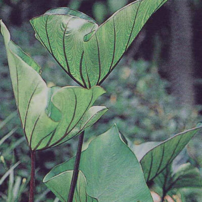 Coffee Cups Elephant's Ear