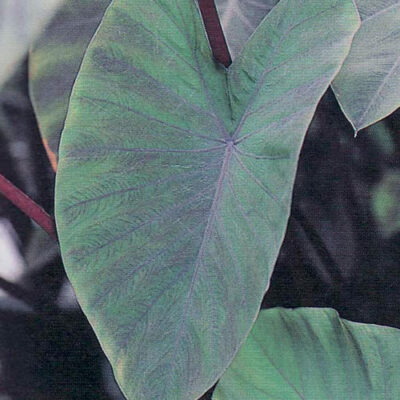 Heart Of The Jungle Colocasia