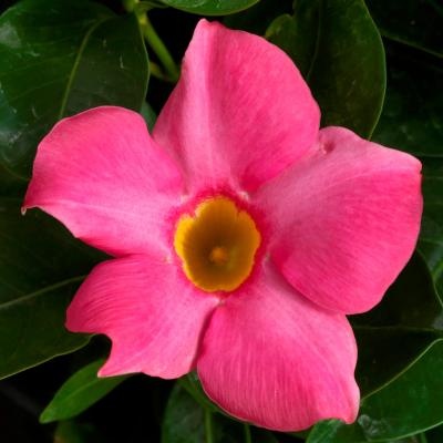 Madinia Pink Dipladenia