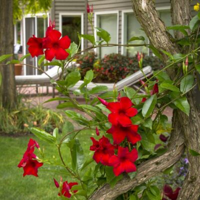 Sun Parasol Crimson Mandevilla