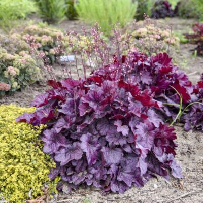 Primo Wild Rose Coral Bells
