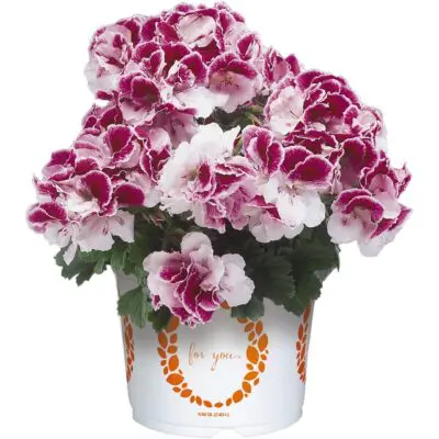 Elegance Bravo Regal Geranium