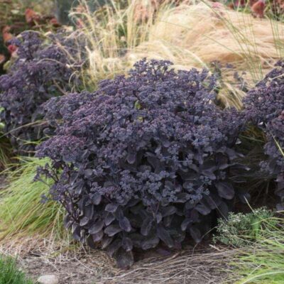 Rock N Grow Back in Black Sedum