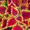 Coleus Main Street Oxford Street  (Sun)