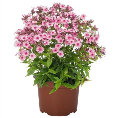 Early Pink Candy Dwarf Garden Phlox
