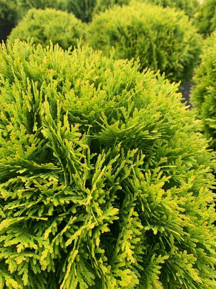 Golden Child Arborvitae - Image 2