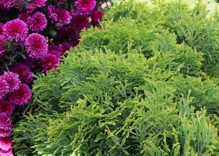 Golden Child Arborvitae - Image 3