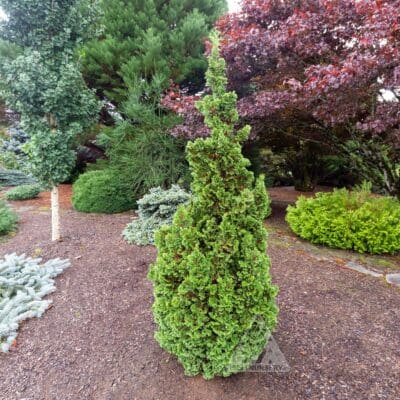 Kelsoki Spire Arborvitae