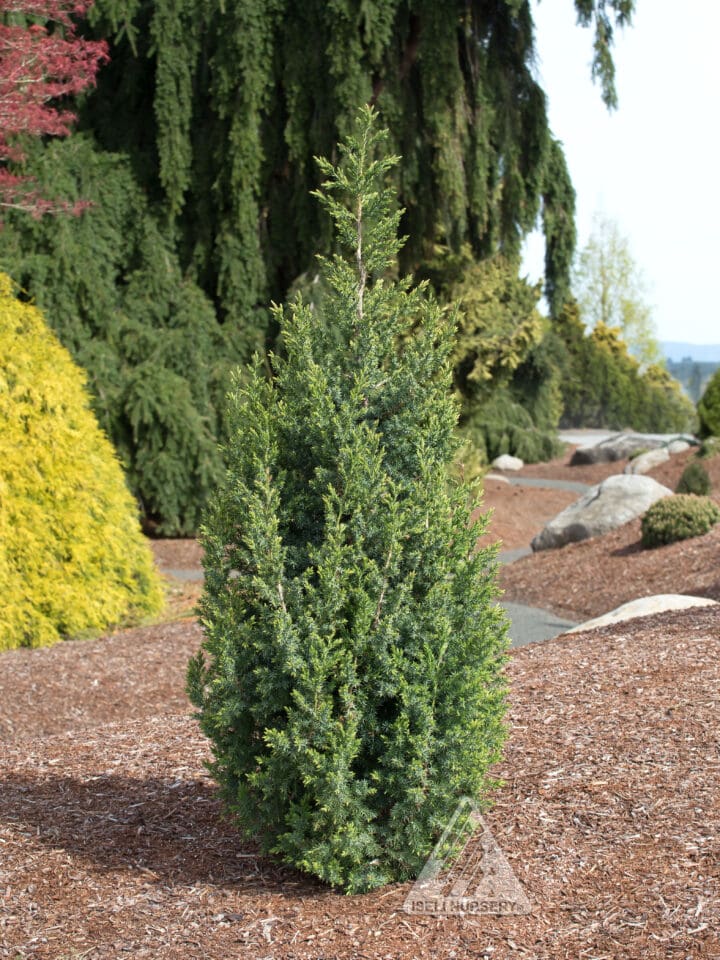 Star Power Juniper
