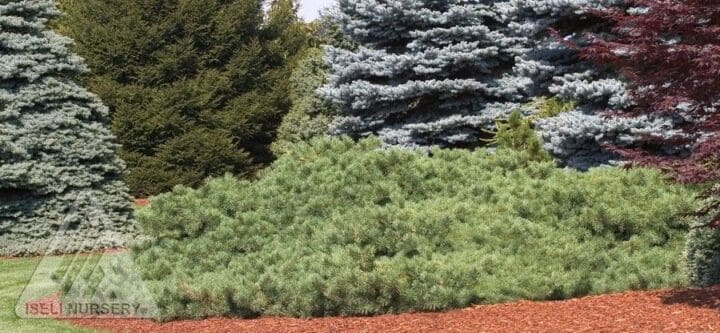 Hillside Creeper Scotch Pine