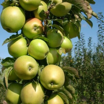Fruit Snacks Blushing Delight Columnar Apple