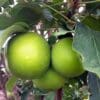 Fruit Snacks Tangy Green Columnar Apple - Image 2