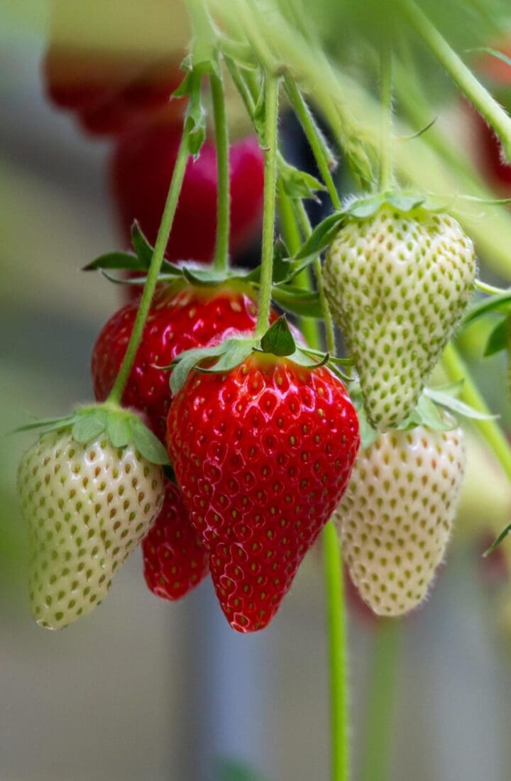 Summer Breeze Cherry Blossom Strawberry