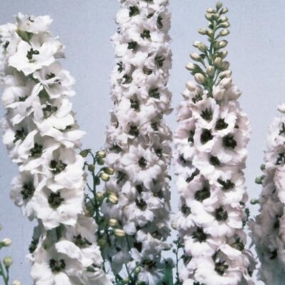 Magic Fountain White/Dark Bee Delphinium