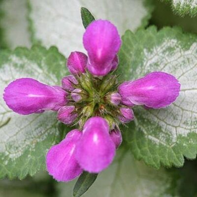 Purple Dragon Lamium
