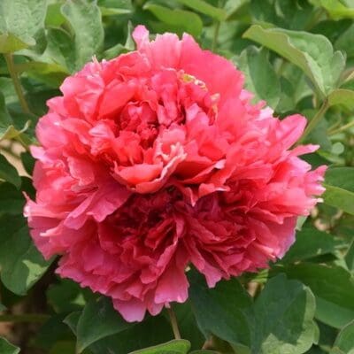 Burning Colors of Evening (Red) Tree Peony