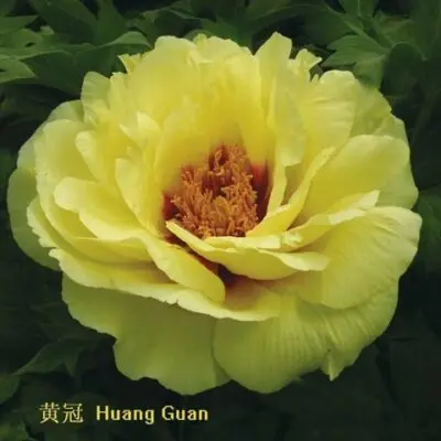 Golden Crown (Yellow) Tree Peony