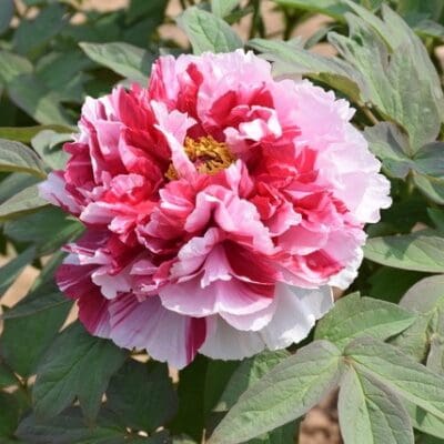Royal Elegance (Pink/White) Tree Peony