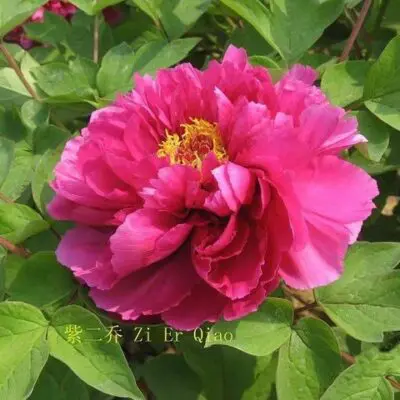 Sunset (Purple) Tree Peony