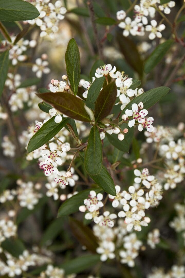 Brilliant Red Chokeberry - Image 2