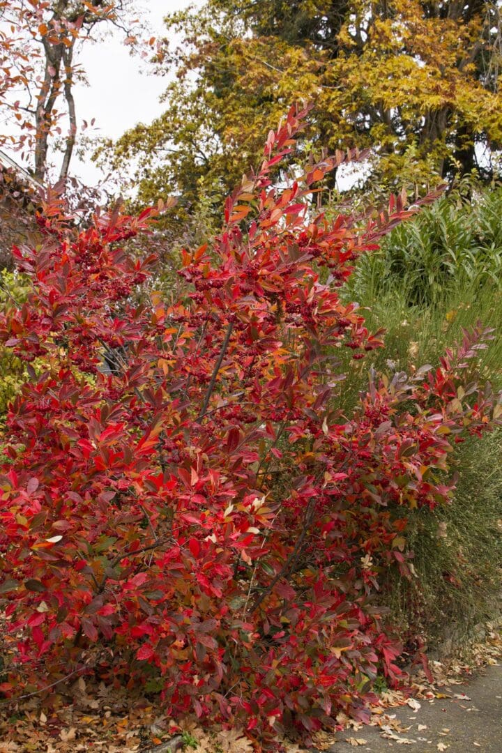 Brilliant Red Chokeberry - Image 3