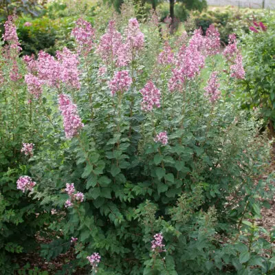 Bloomerang Ballet Reblooming Lilac