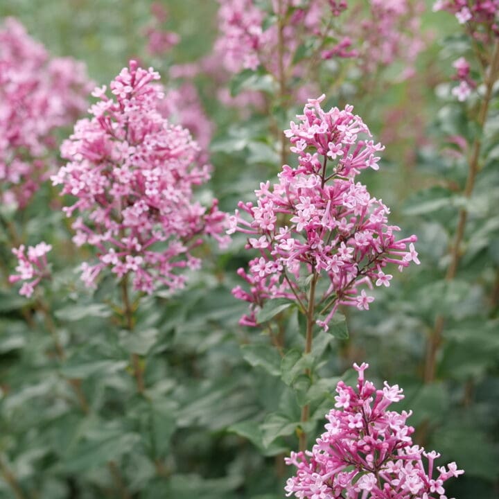 Bloomerang Ballet Reblooming Lilac - Image 2