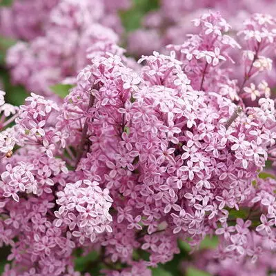 Bloomerang Purpink Reblooming Lilac