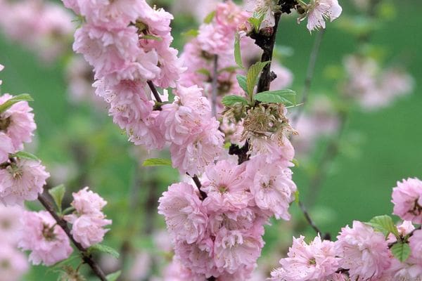 Double Flowering Plum