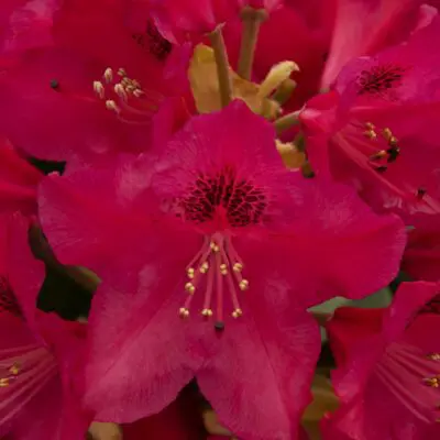 Nova Zembla Rhododendron