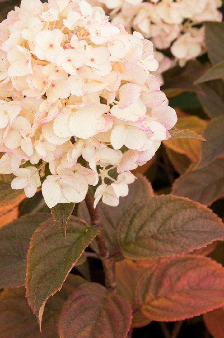 Candy Apple Hydrangea - Image 2