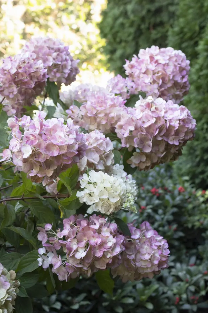 Strawberry Shake Hydrangea