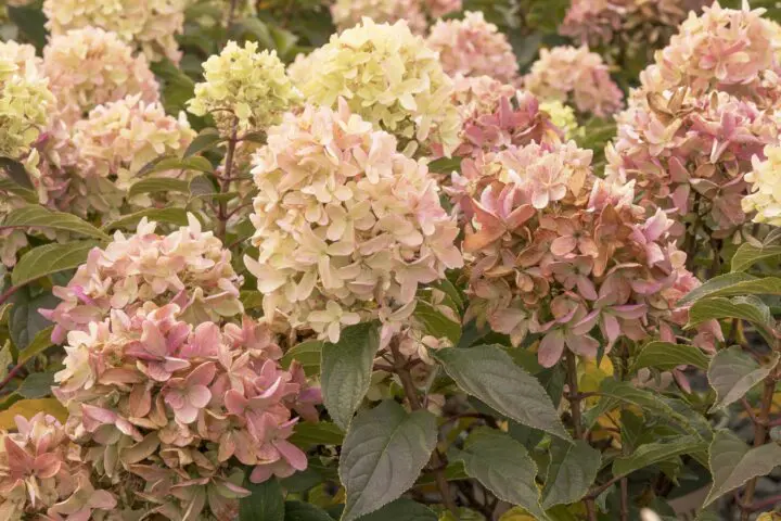 Strawberry Shake Hydrangea - Image 2