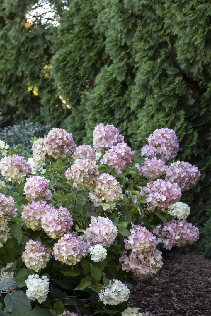 Strawberry Shake Hydrangea - Image 3