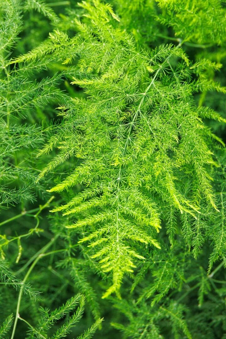 Climbing Asparagus Fern