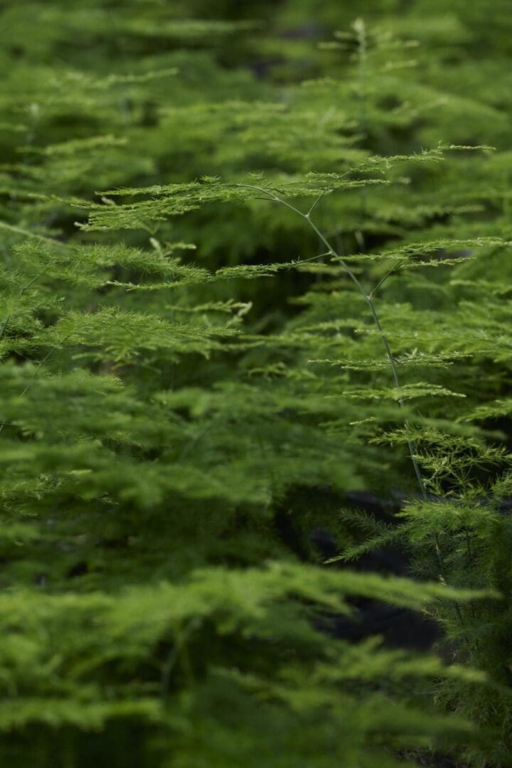 Climbing Asparagus Fern - Image 3