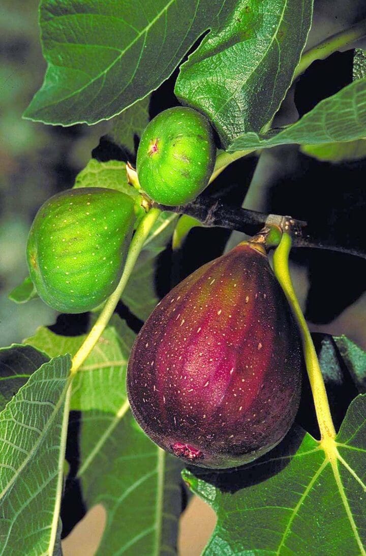 Brown Turkey Fig