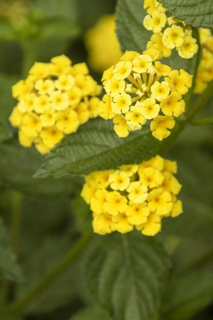 Chapel Hill Yellow Lantana