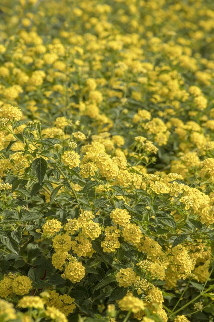 Chapel Hill Yellow Lantana - Image 2