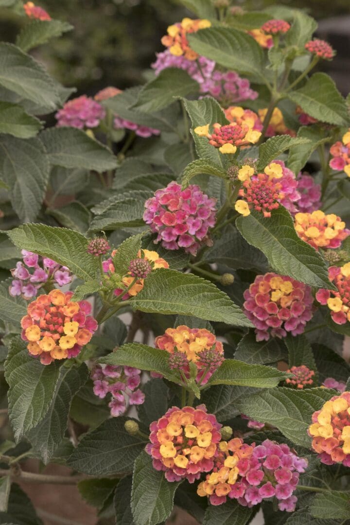 Confetti Spreading Lantana