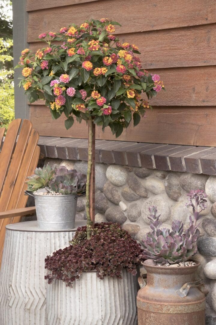 Confetti Spreading Lantana - Image 2