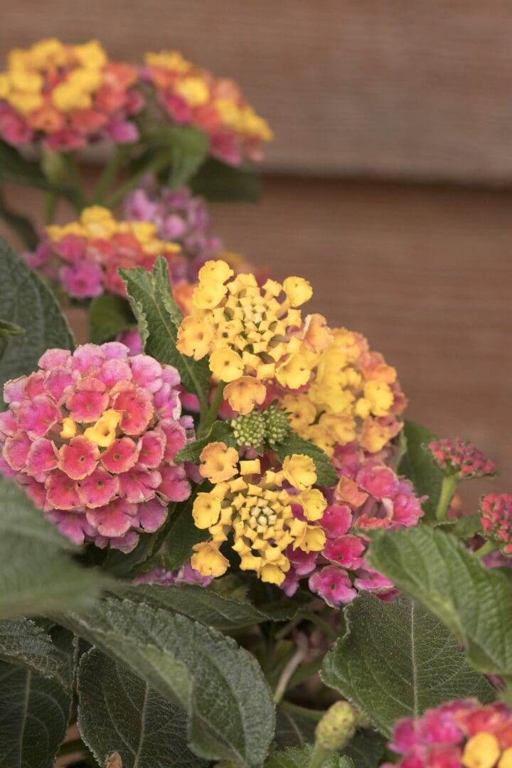 Confetti Spreading Lantana - Image 3