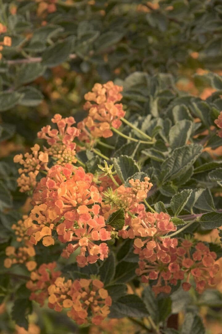 Tangerine Spreading Lantana