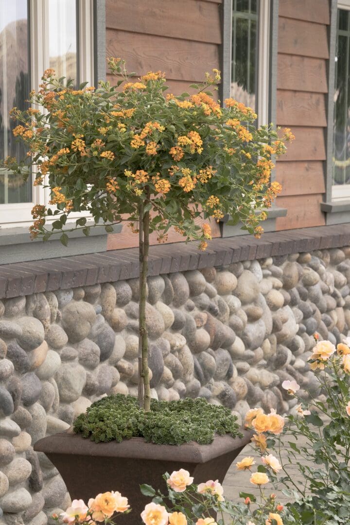 Tangerine Spreading Lantana - Image 2