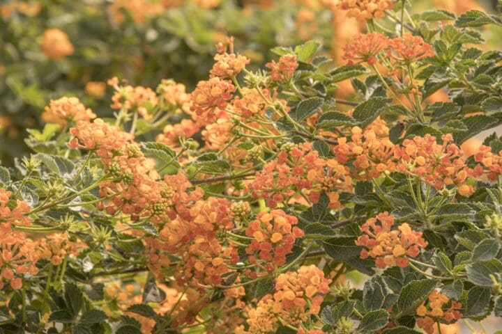 Tangerine Spreading Lantana - Image 3